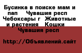 Бусинка в поиске мам и пап. - Чувашия респ., Чебоксары г. Животные и растения » Кошки   . Чувашия респ.